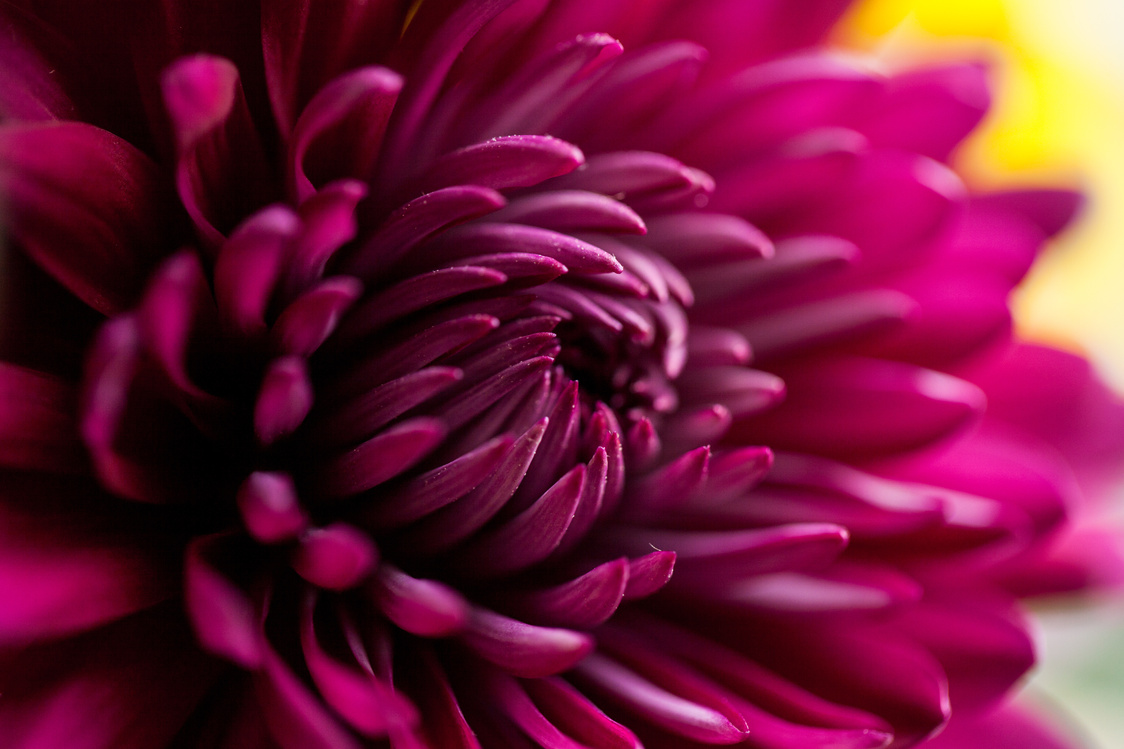 Magenta mum