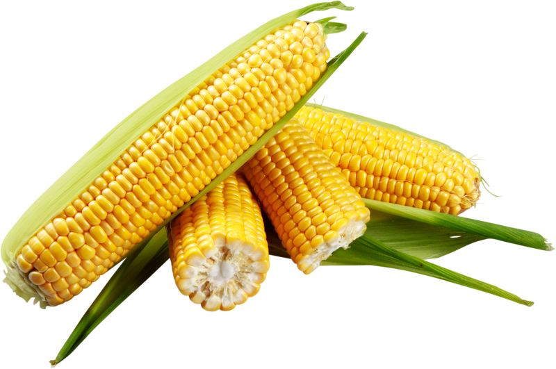 Shucked Ears of Corn - Isolated Image