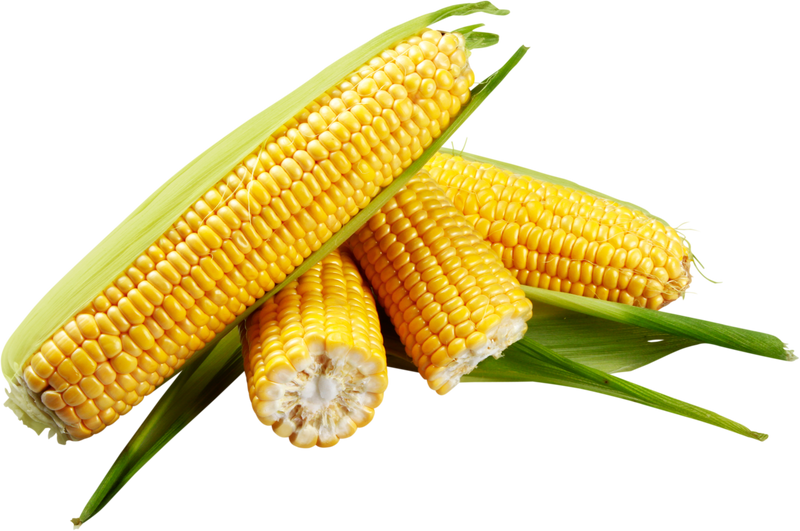 Shucked Ears of Corn - Isolated Image